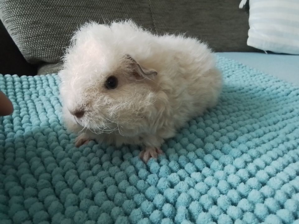 MERINO Texel Meerschweinchen Rasse Zucht Babies in Graben (Lechfeld)