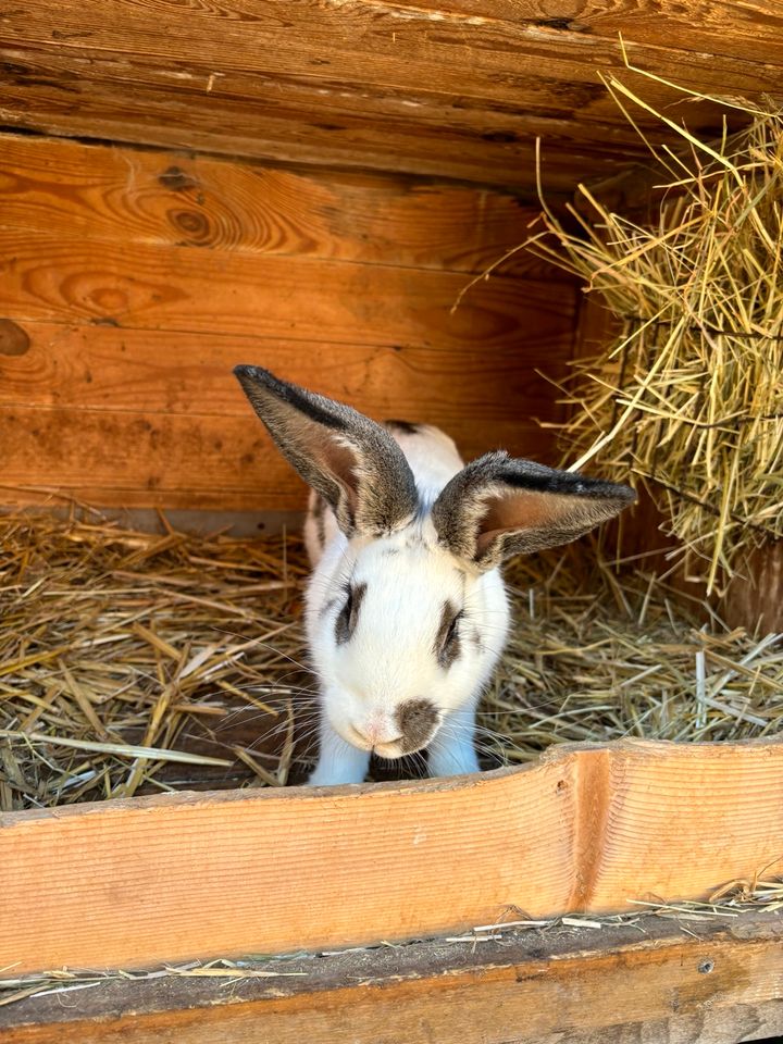 Deutscher Riese Hase Kaninchen Rammler Sigge in Weiden b Weimar Thür