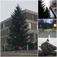 Weihnachtsbäume in XXL - Dekobäume Rheinland-Pfalz - Wiebelsheim Vorschau