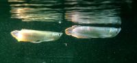 Silberner Arowana – Osteoglossum bicirrhosum 15-17cm und 30-35cm Sachsen - Kitzscher Vorschau