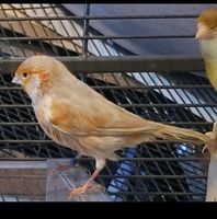 Verschiedene Kanarienvögel Männchen und Weibchen Frankfurt am Main - Preungesheim Vorschau