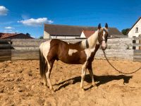 Paint Horse, Hengst, Pferd, Pony, Westernpferd, Jährling Sachsen-Anhalt - Hohe Börde Vorschau