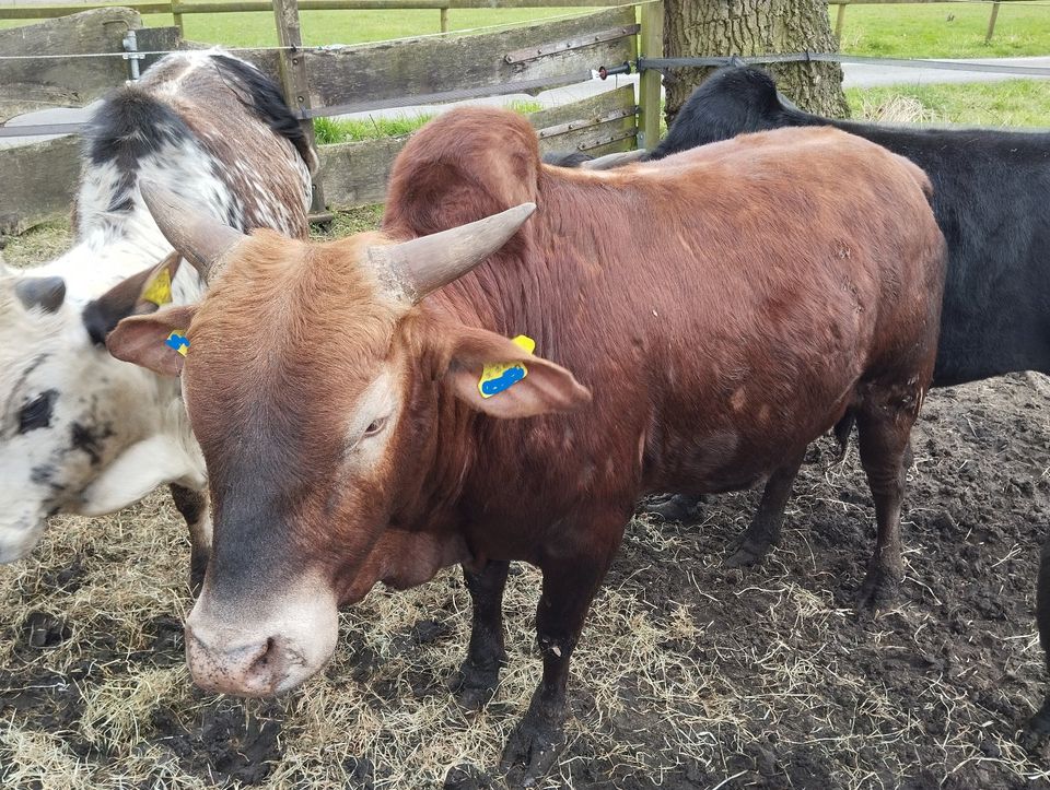 Zwergzebu reinrassig Bullen Minirinder Zebu Zwergzebus Rinder in Lienen