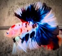 Betta Splendens Fancy Halfmoon Kampffisch Bayern - Geisenfeld Vorschau