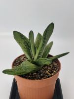 Gasteria "Little Warty" Hybrid 13cm Sukkulenten Garten Zimmer Brandenburg - Königs Wusterhausen Vorschau