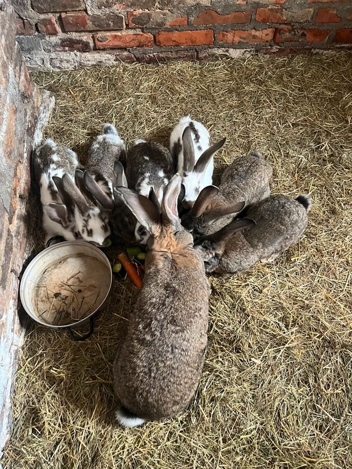 5 deutsche Riesen , 11 wochen alt in Wasserleben