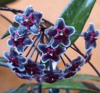 Hoya Hawaiian Purple bewurzelter Ableger Porzellanblume Blüte lil Sachsen-Anhalt - Großbadegast Vorschau
