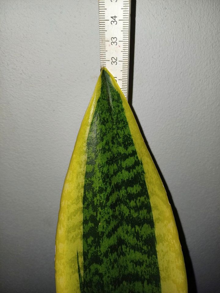 Sansevieria trifasciata 'Laurentii', Bogenhanf, Snake Plant in Stephanskirchen