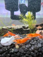 Orange Sakura Garnele - Garnelen ab 1,50€ Zweggarnelen Aquarium Schleswig-Holstein - Neumünster Vorschau