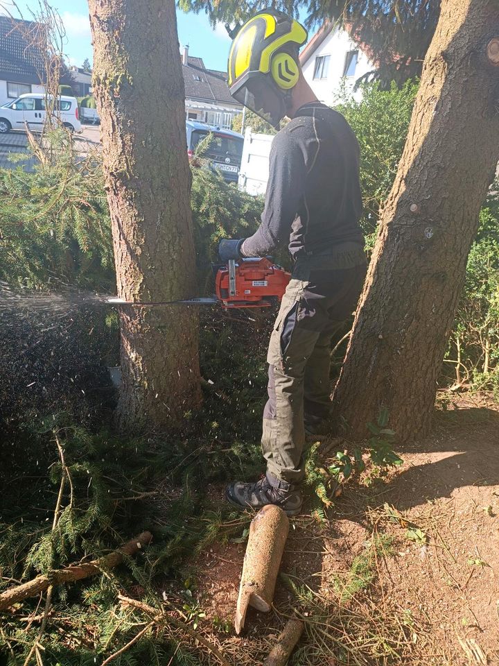 Wurzel entfernen, Fällungen, Stumpf entfernen, Rodung in Heidenheim an der Brenz