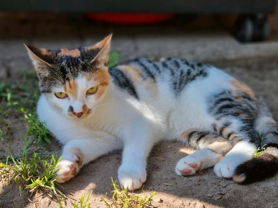 Katze vermisst in Hagen am Teutoburger Wald