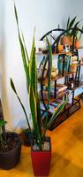 Bogenhanf Sansevieria im roten Lechuzatopf Nordrhein-Westfalen - Hückelhoven Vorschau