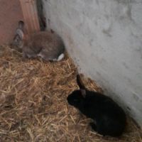 Deutsche Riesen Kaninchen abzugeben Hessen - Immenhausen Vorschau