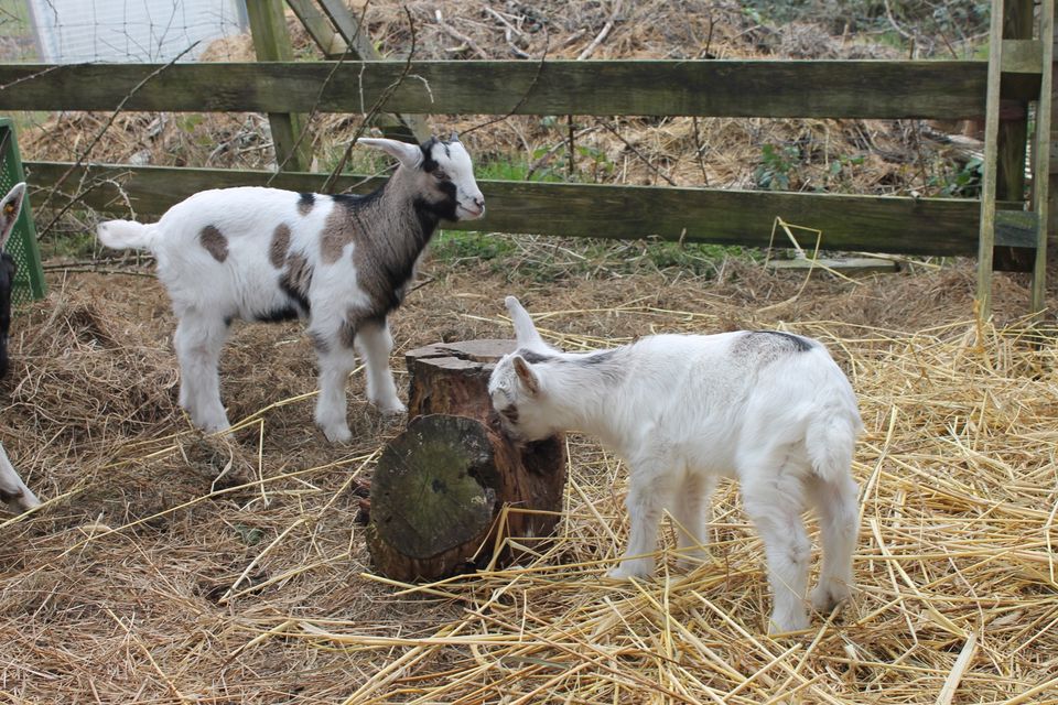 Ziegenlämmer aus Hobbyhaltung in Carlow