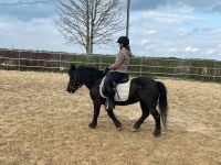 Suche Reitbeteiligung für Pony Bayern - Taufkirchen Vils Vorschau