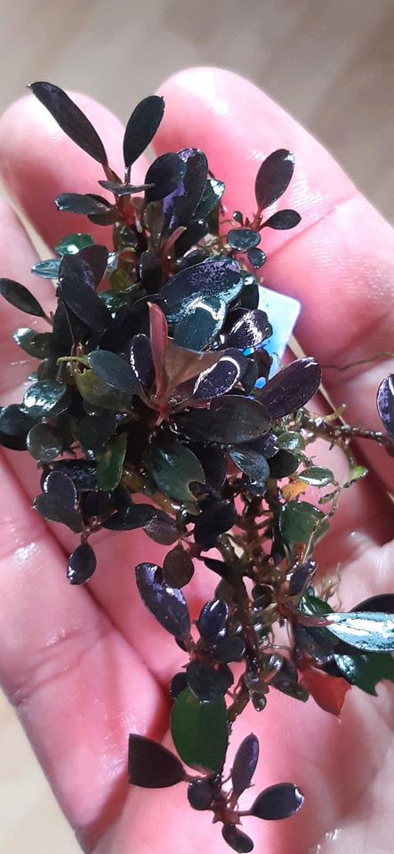 New ⭐❤ MAGICAN Purple ❤⭐ Rare Bucephalandra Aquarium Garnelen in Freiburg im Breisgau