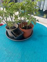 Tomaten pflanzen Hessen - Langgöns Vorschau