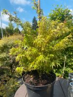Japanischer Fächerahorn ‚Kamagata‘ Acer Palmatum Solitär Pflanze Saarland - Wadgassen Vorschau