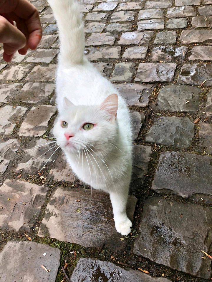 Weiße Katze zugelaufen in Krefeld
