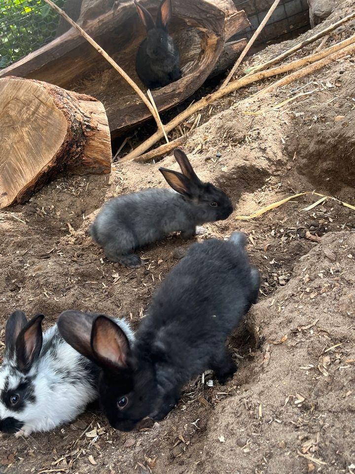 Deutsche Riesen Mix Kaninchen in Hambühren