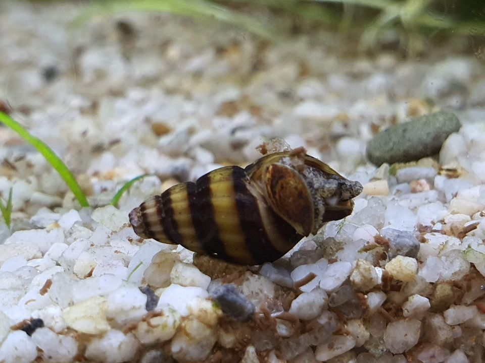 Raubschnecke Helena 1,00€ in Köln