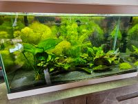 Aquarium 60 Liter mit Außenfilter Bayern - Sulzberg Vorschau