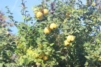 Quitten Gelee aus unbehandelten Früchten Baden-Württemberg - Calw Vorschau