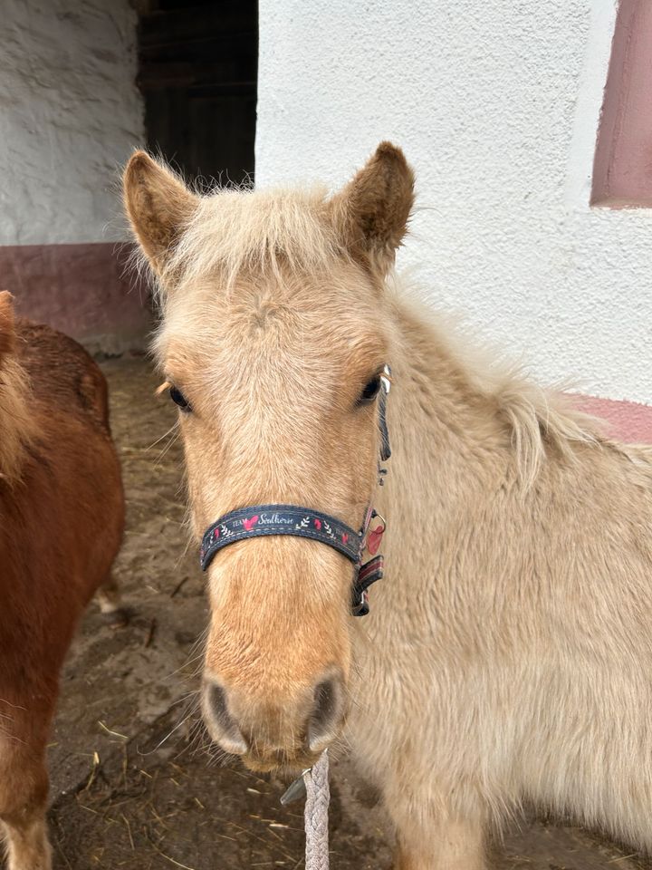 DpbS Shetty Wallach, Sonderfarbe, Absetzer, Schulpony in Groß Quenstedt