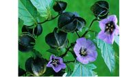 Andenbeere blau giftig gegen weiße Fliege Samen eig.Garten Blumen Bayern - Schongau Vorschau