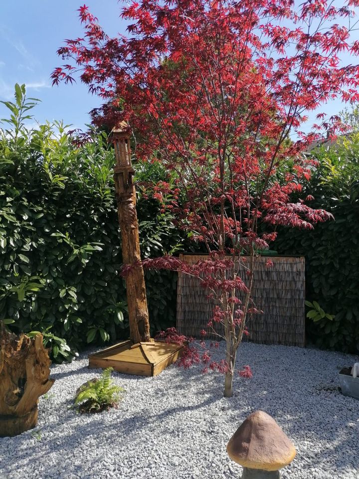 Gartenpflege :Gartengestaltung zu fairen preis in Dreieich