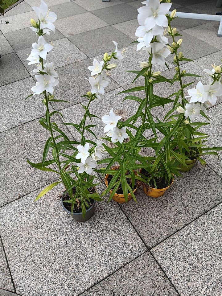 Glockenblume - Gartenpflanze in Steinach b. Straubing