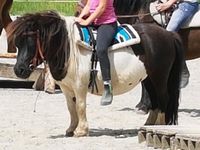 Ponyreiten oder Unterricht in den Ferien Bayern - Tuntenhausen Vorschau