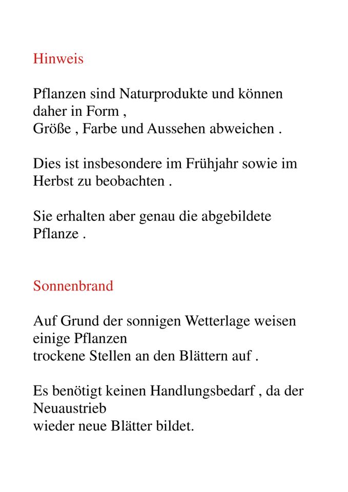 ( 94 )  Prebonsai Feldahorn in Berlin