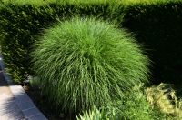 Miscanthus sinensis `Kleine Silberspinne` Chinaschilf P9 4,50€ st Bayern - Bayreuth Vorschau