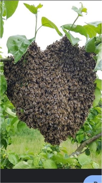 Fange Bienenschwarm in Aurich