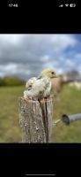 Kücken von großen Hühner verschiedene Rassen Rheinland-Pfalz - Betzdorf Vorschau