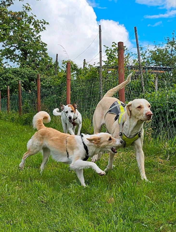CIARA Mischling Hündin Tierschutz Hund in Schorndorf