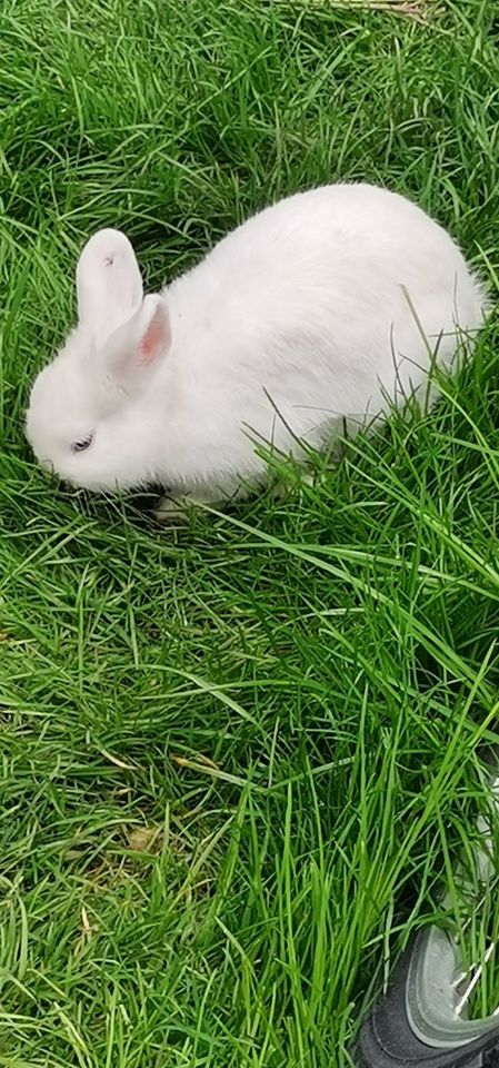 Süße junge Kaninchen in Römerberg