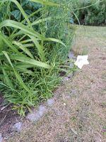 Glockenblume Ableger Bayern - Wendelstein Vorschau