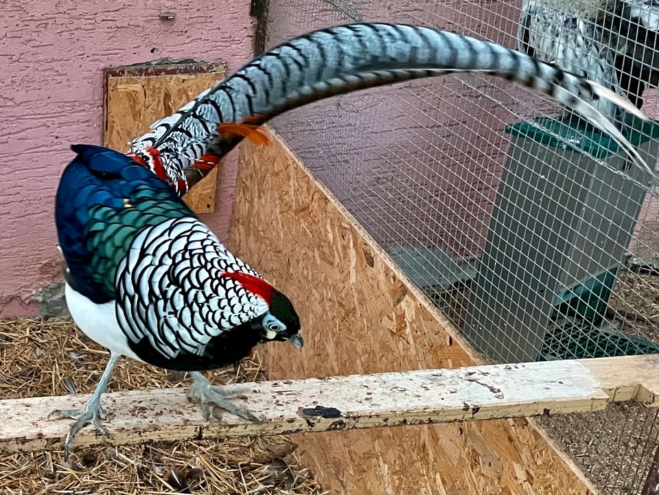 Diamantfasanen Amherstfasanen Weibchen in Ostfildern