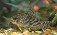 Goldflossen Panzerwels (Corydoras sterbai) Friedrichshain-Kreuzberg - Friedrichshain Vorschau