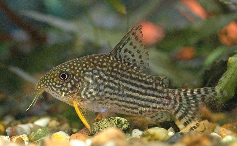 Goldflossen Panzerwels (Corydoras sterbai) in Berlin