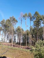 Suche Wald Suche Wiese Waldgrundstück Bayern - Metten Vorschau