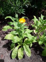 *Ringelblumen Calendula officinalis Blüte Orange Pflanzen getopft Brandenburg - Birkenwerder Vorschau