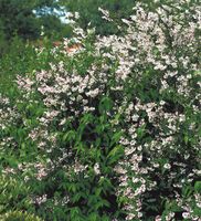 Sternchenstrauch Deutzia x hybrida 'Mont Rose' 80-120 cm Nordrhein-Westfalen - Simmerath Vorschau