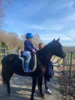 Ponyreiten, Pony mieten Rheinland-Pfalz - Neustadt (Wied) Vorschau