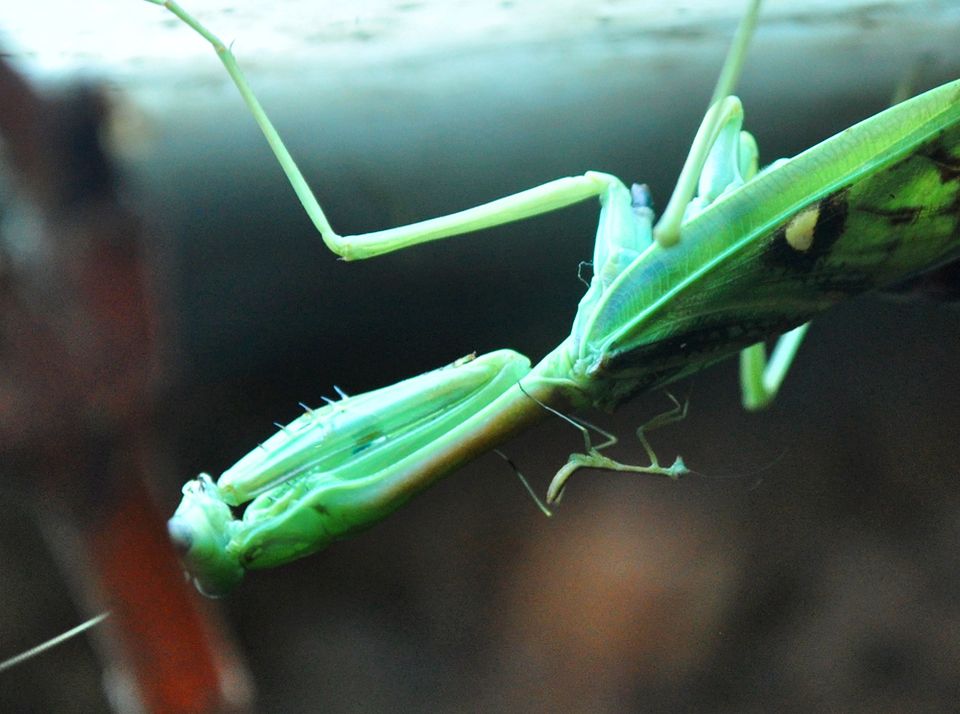 L5 L6 Omomantis zebrata Nymphen Mantide Gottesanbeterin Mantis in Berlin