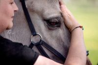 Osteopathie & Physiotherapie für Pferde Ganzheitl. Pferdetherapie Nordrhein-Westfalen - Wadersloh Vorschau