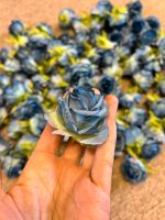 90 Blaue Blumen für Rosen für Blumenwand Rosenköpfe Niedersachsen - Damme Vorschau