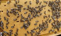 Bienenvölker auf 11 Waben DNM Sachsen - Chemnitz Vorschau